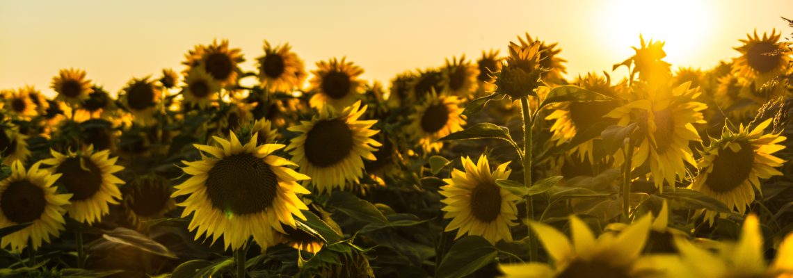 The morning sun shines bright on a field of sunflowers.