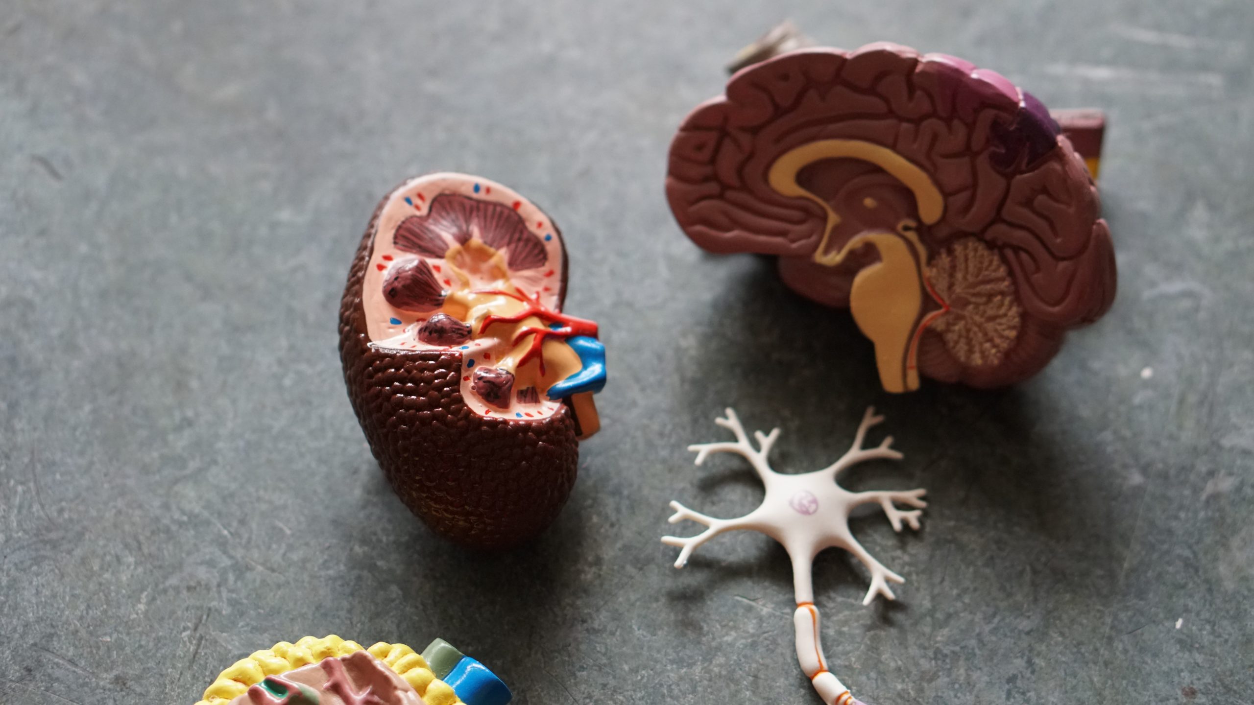 model of a human brain